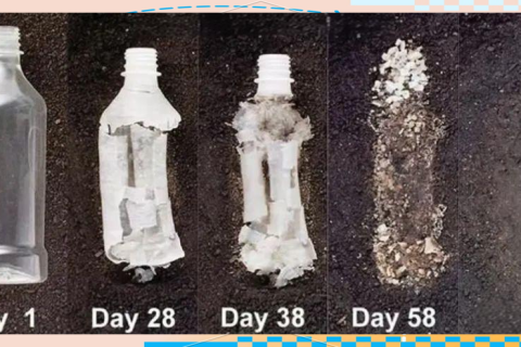 深入了解生物基全降解材料PLA：聚乳酸的多元特性与应用